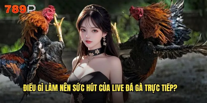 Live đá gà trực tiếp tại 789P có chất lượng hình ảnh tốt không? 2 Điều gì làm nên sức hút của live đá gà trực tiếp?