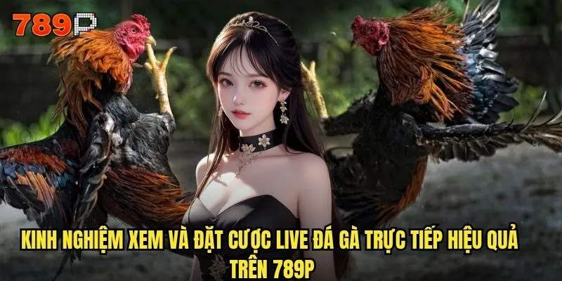 Live đá gà trực tiếp tại 789P có chất lượng hình ảnh tốt không? 3 Kinh nghiệm xem và đặt cược live đá gà trực tiếp hiệu quả trên 789P