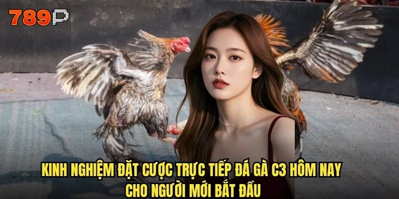 Trực tiếp đá gà c3 hôm nay tại 789P có những trận nào đáng xem? 3 Kinh nghiệm đặt cược trực tiếp đá gà c3 hôm nay cho người mới bắt đầu