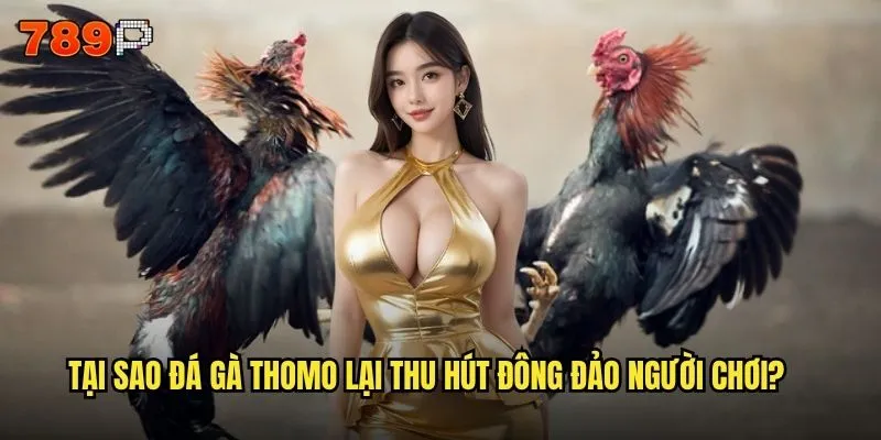 Đá gà thomo có phải là trò chơi hấp dẫn nhất tại 789P không? 2 Tại sao đá gà thomo lại thu hút đông đảo người chơi?